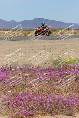 media/Mar-12-2023-SoCal Trackdays (Sun) [[d4c8249724]]/Turn 15 Inside Bloom (130pm)/